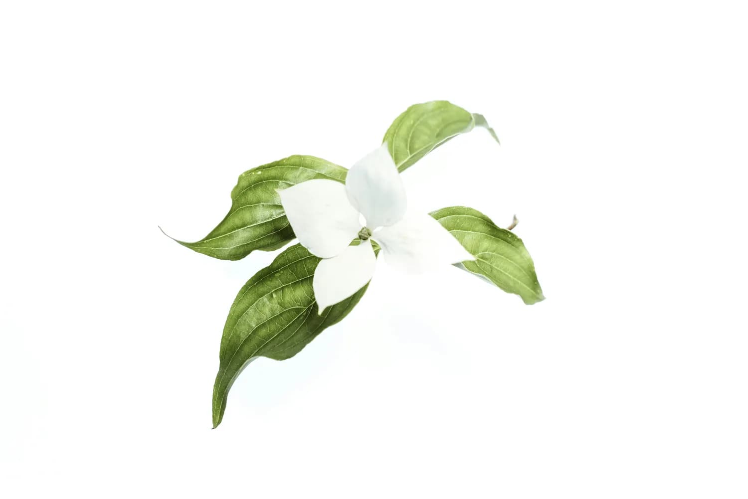 春节必备：栀子花的文化寓意与选购指南