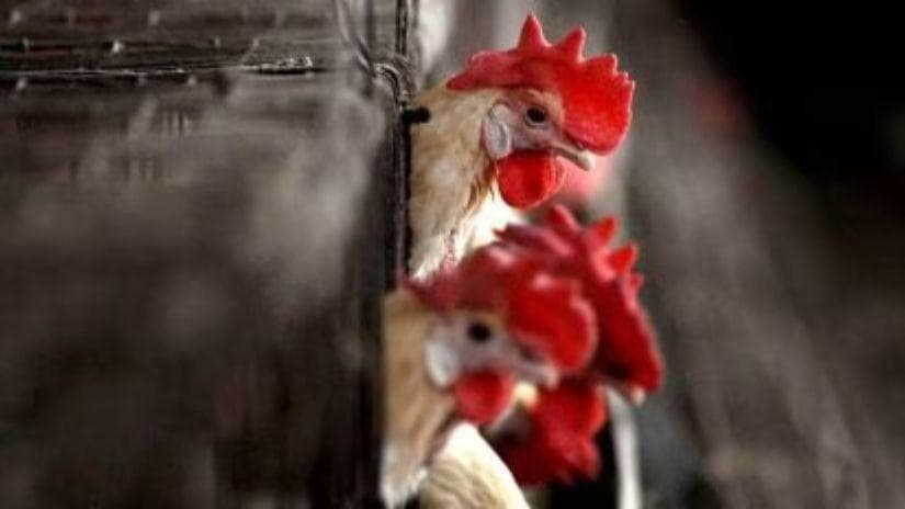 禽流感蔓延至美国八州，奶牛感染情况如何？食品供应链受影响吗？
