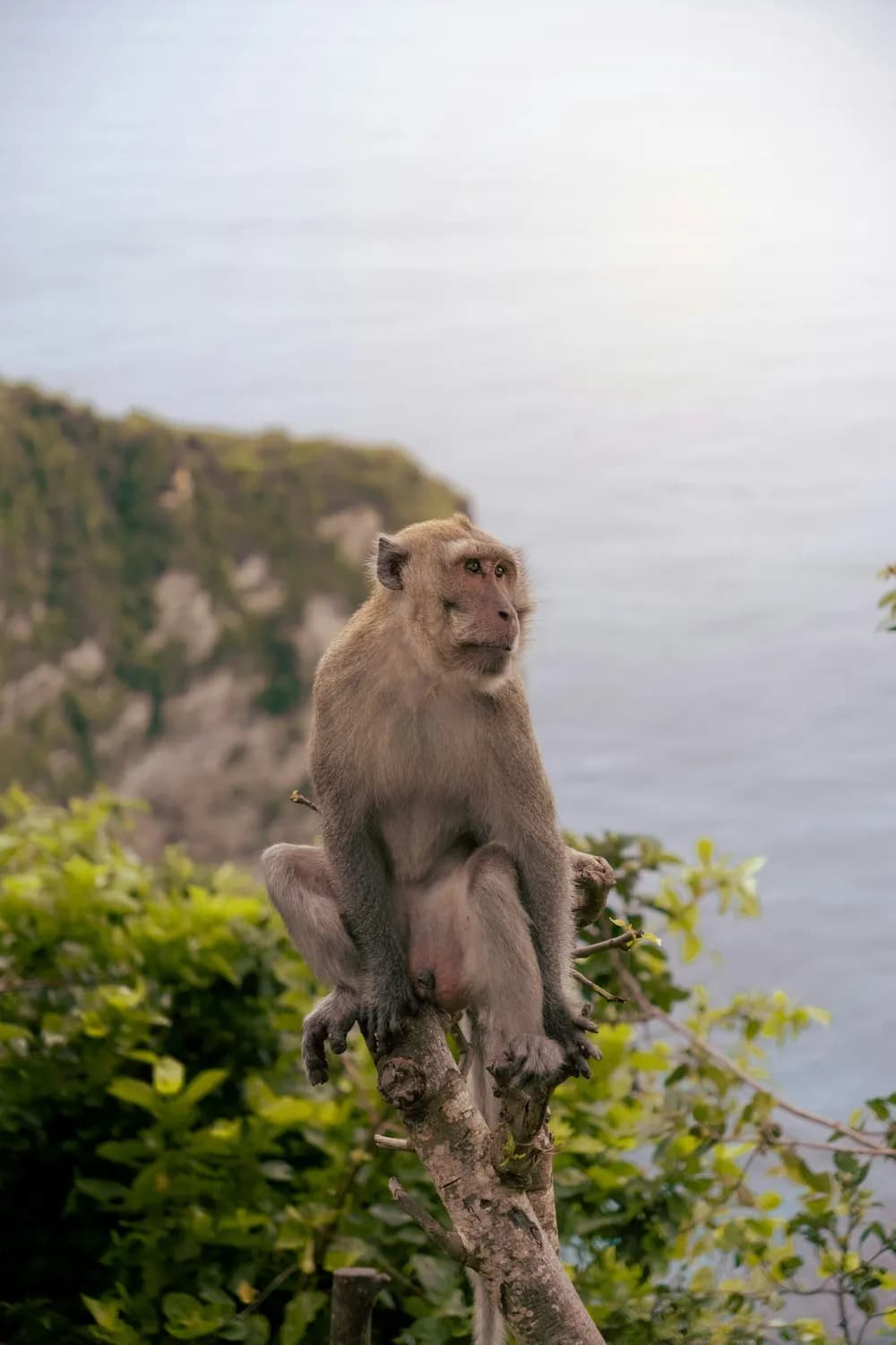 黄山探秘：迎客松下的猴子观海