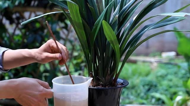 种兰花用什么土比较好，施肥有什么讲究？兰花种植全攻略