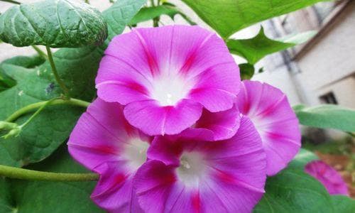 牵牛花的开花季节（了解牵牛花的生长习惯，做好栽培工作）