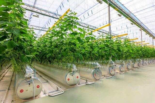 智能温室：实现环境与作物的和谐共生
