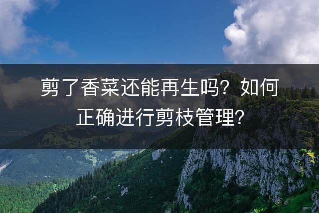 剪了香菜还能再生吗？如何正确进行剪枝管理？