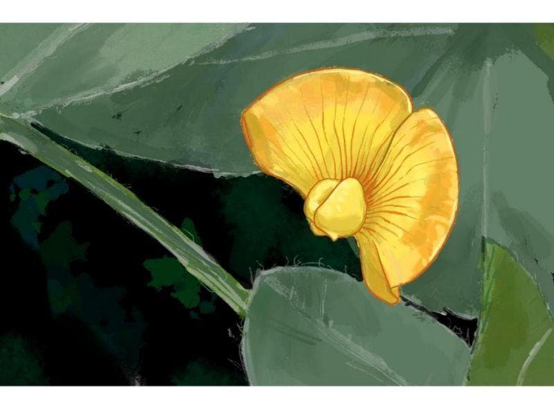 地上开花，地下结果：了解喜爱"运动"的落花生