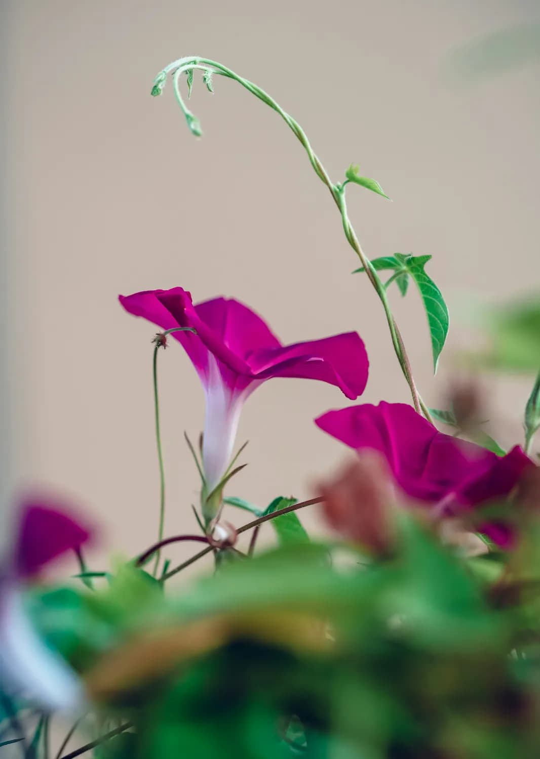 牵牛花养殖秘籍：从选址到病虫害防治，一文掌握！