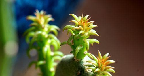 仙人球刚种要浇水吗？仙人球刚种时的浇水方法和注意事项是什么？