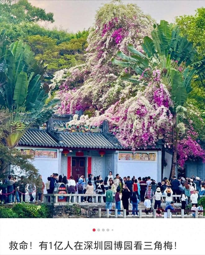 深圳惊现70年一遇"三角梅花妖"！上亿人打卡春日限定花瀑