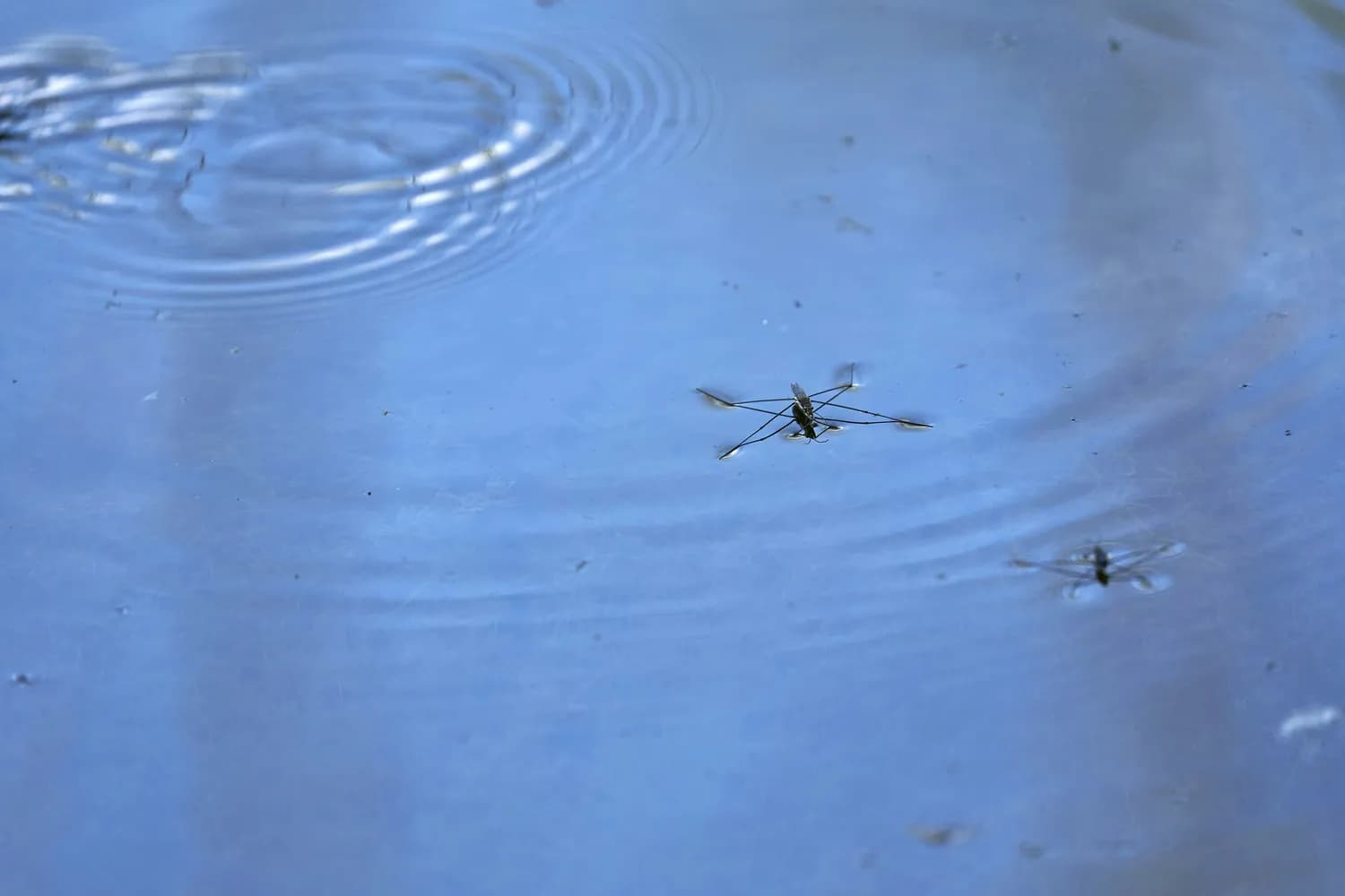 水蝇：揭秘神秘水上生存高手