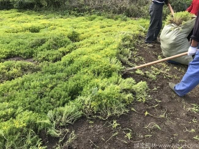黄金草和佛甲草的区别是什么