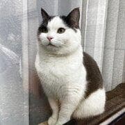 英国短毛猫：猫家族中的典范