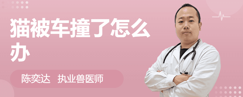 猫被车撞了怎么办？这份急救指南请收好