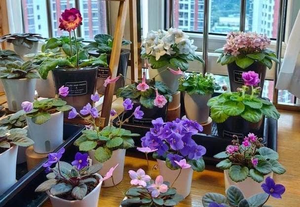 适合室内的10种花卉，养护简单又好看！