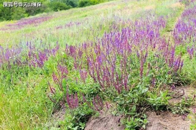 丹参的种植时间和方法