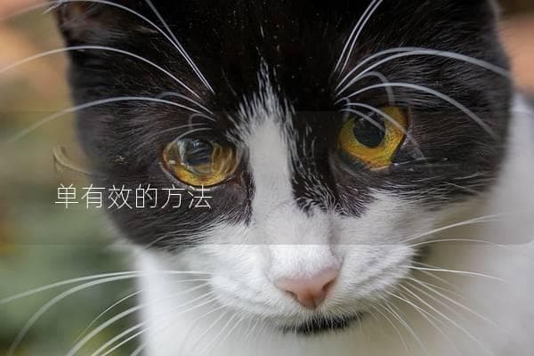 受惊吓的猫咪如何安抚？教你几招简单有效的方法