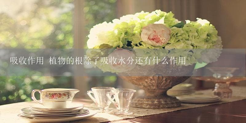 植物根系的多重功能：不只是吸收水分