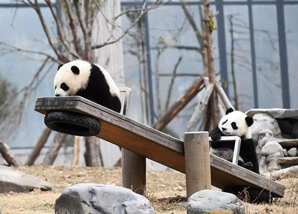 国家林业局剖析十大濒危物种保护案例：为世界留住独特美丽