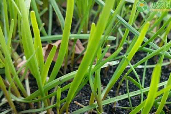 春季播种秋季移栽，韭菜种植关键技巧
