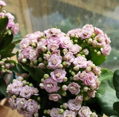 阳台适合种植哪些耐旱花卉？如何挑选和养护阳台上的耐旱植物？