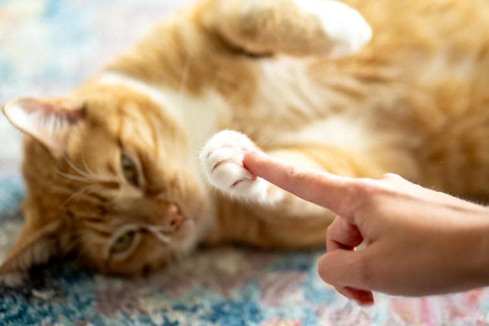 养猫与降低心血管疾病的风险相关？