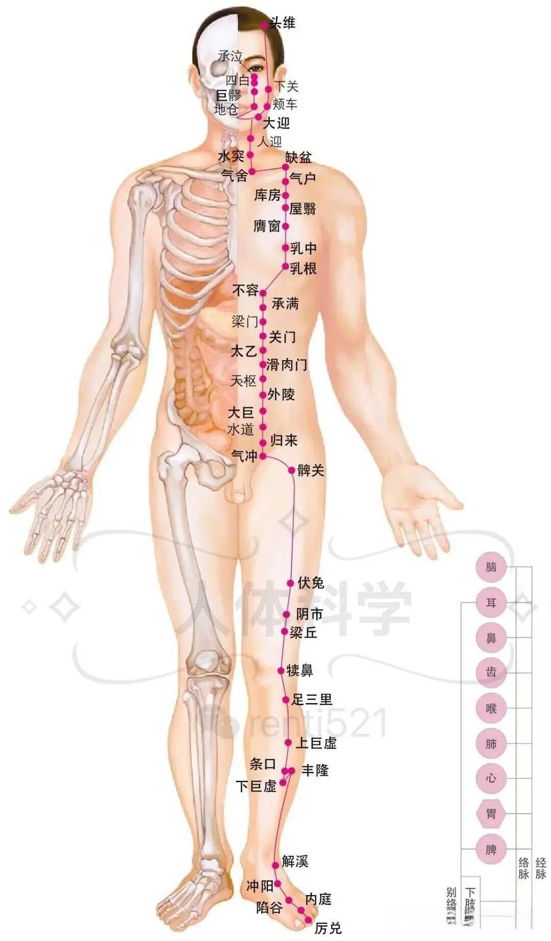 【经络图谱】人体十二经络穴位走向图（常用穴位一看就懂）