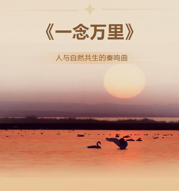 一念万里：人与天鹅的共生之歌