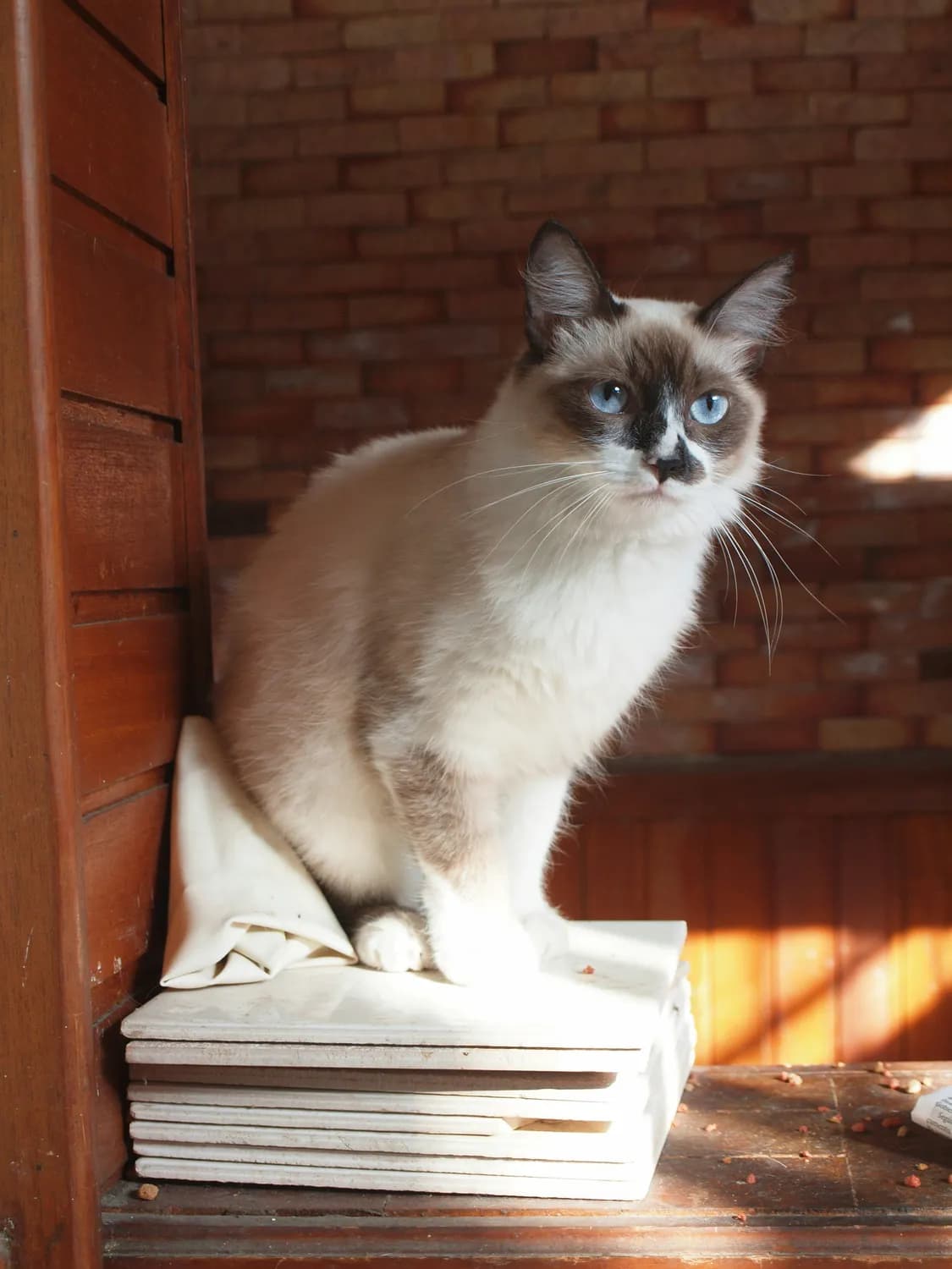 养娃神器：布偶猫、暹罗猫和矮脚猫