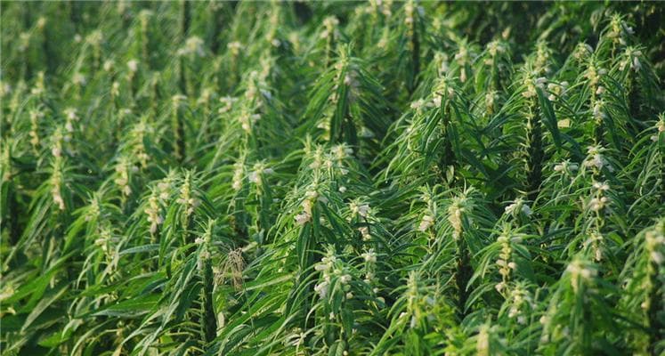 黑芝麻什么时候种植最好？黑芝麻最佳种植时间是什么时候？