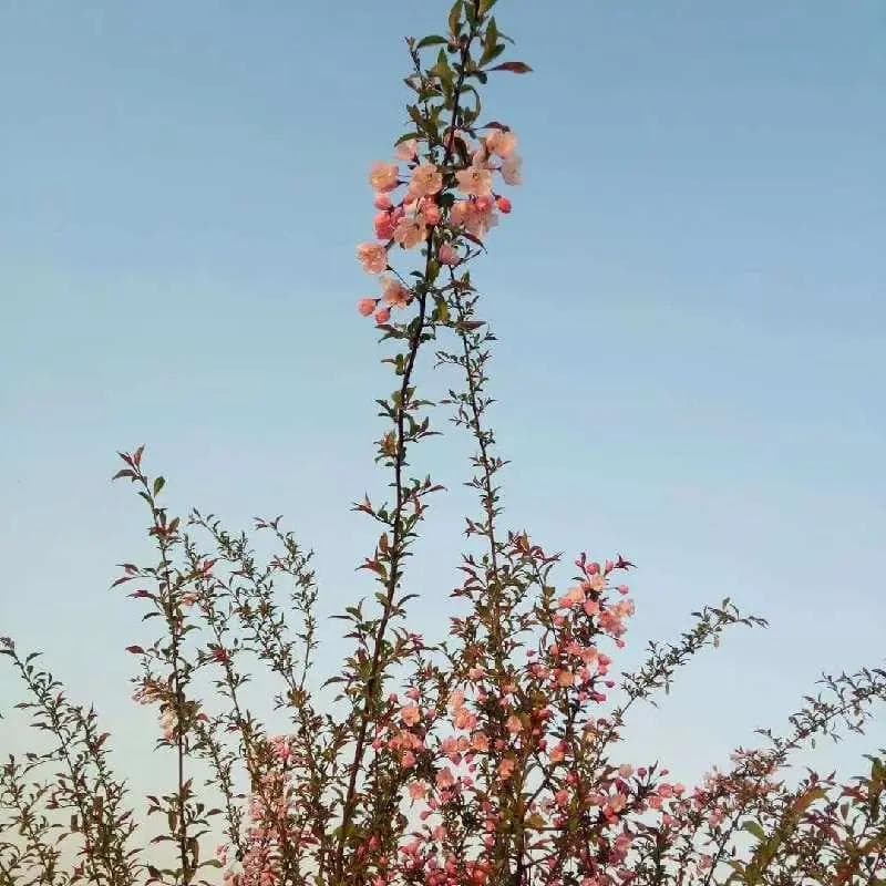 杏树：从植物学特征到药用价值的全面解析