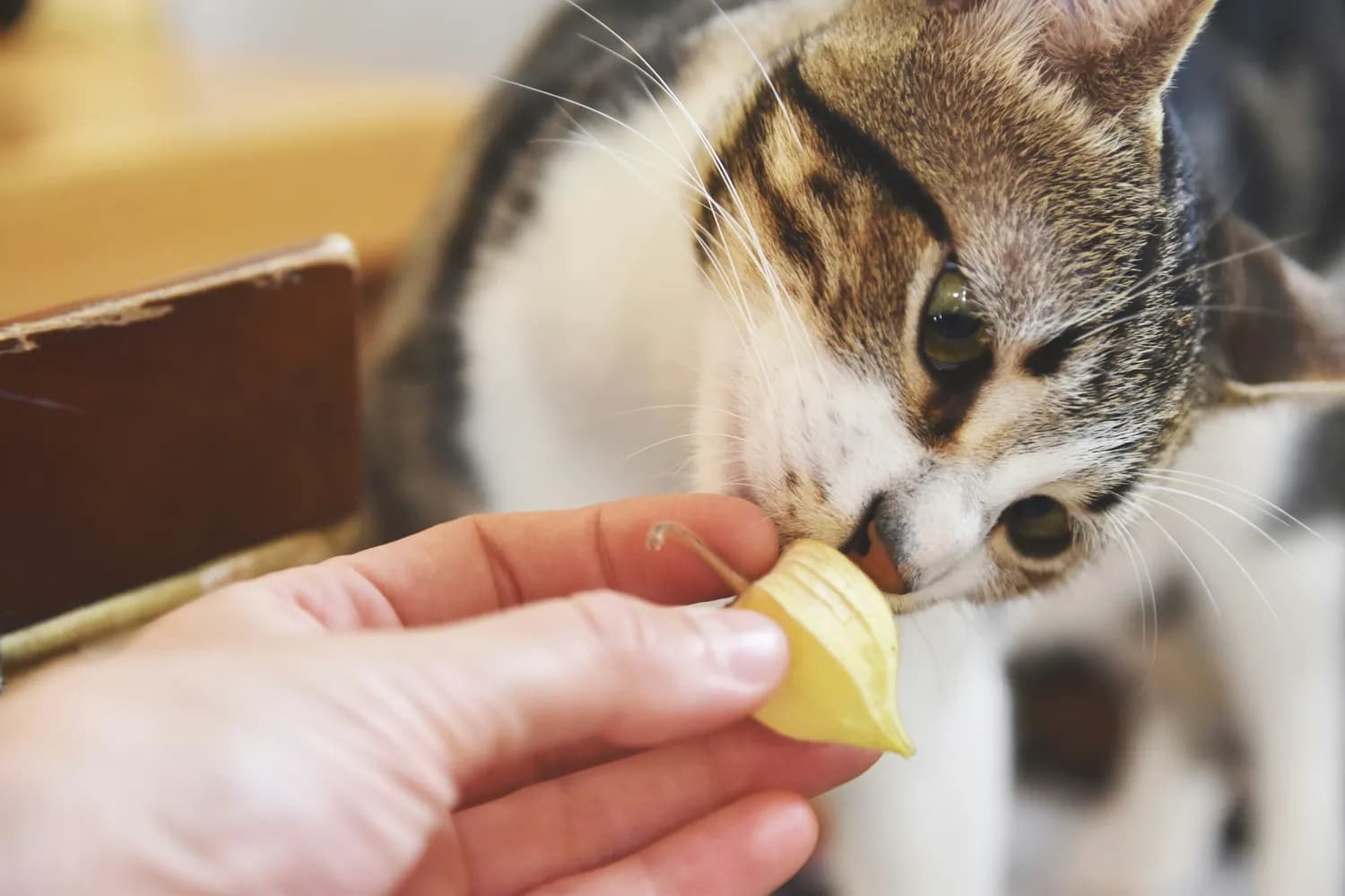 猫咪吃蛋黄的正确姿势：营养价值与注意事项全解析