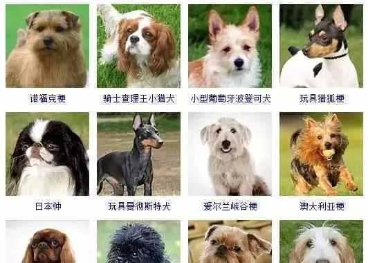 狗狗的饮食需求：不同体型的狗狗应该吃多少？