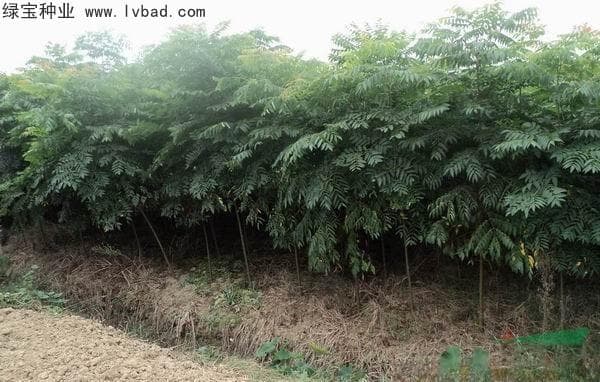 栾树种子的种植方法，种植栾树的好处