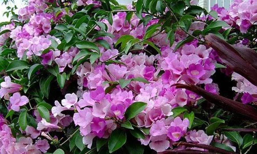 蒜香藤不开花怎么办？（解决方案与妙招，从根源入手）
