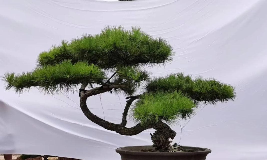松树，一种常见的针叶植物（了解松树的分类、特征及生长环境）