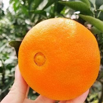 柑橘橙子杂交品种大揭秘：皇帝柑、贡柑、沃柑等特色品种详解
