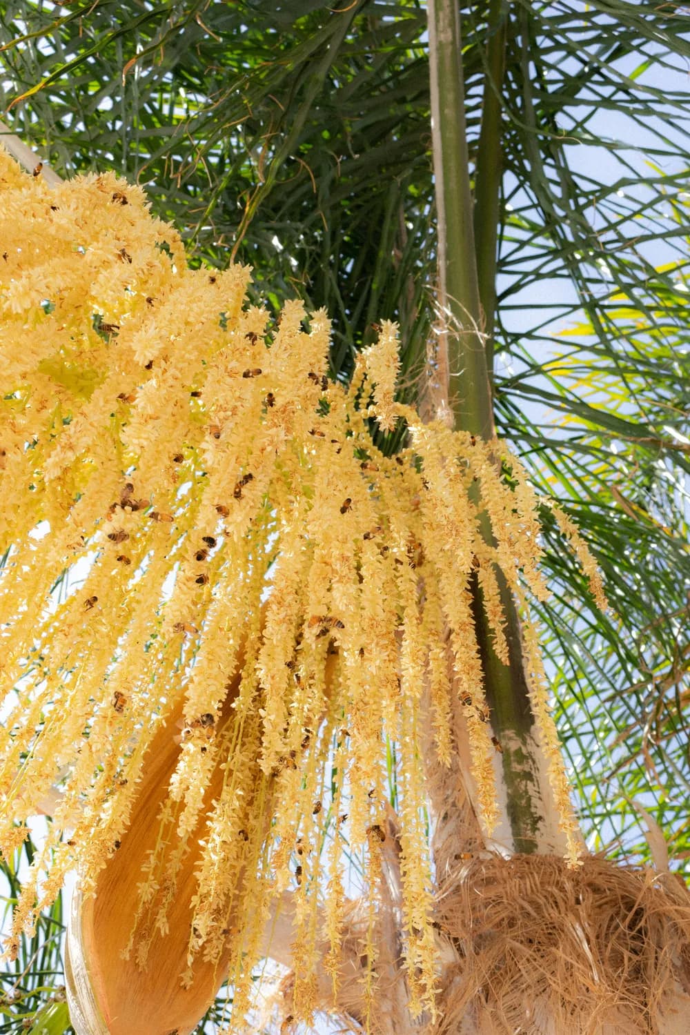 铁树开花：18年守护迎来的自然奇迹