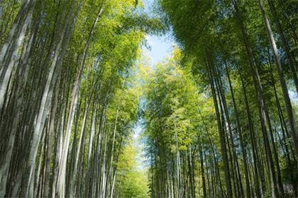 五两男命最正确的解释是：财富与事业的命理学解读