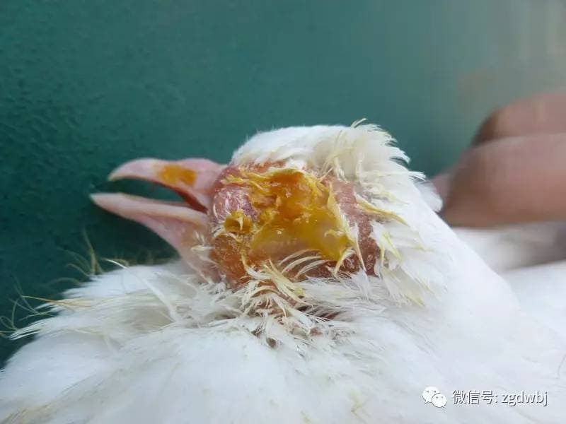 鸽衣原体病（鸟疫）的发生与防治