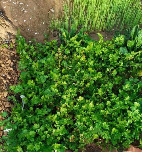 香菜喜欢阳光吗？（探究香菜的生长环境和光照需求）