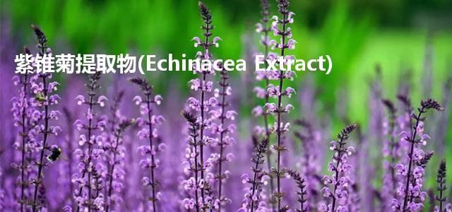 紫锥菊提取物的功效与应用