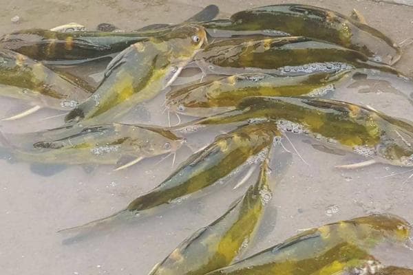 黄骨鱼是什么鱼？从分布到形态特征全解析