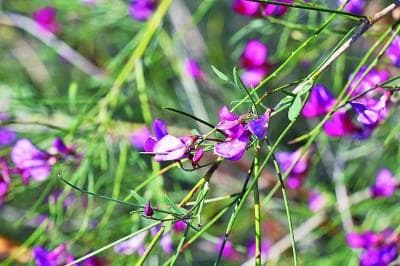 花棒，为沙漠而生