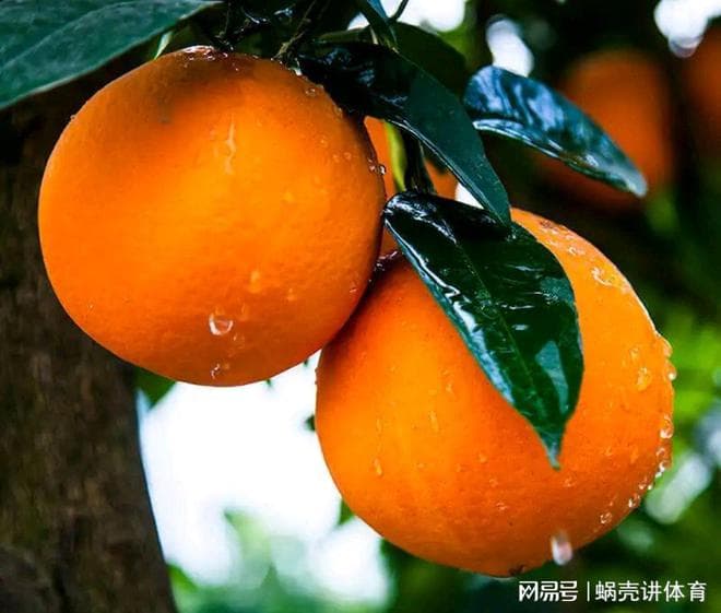 橙子作为四大名果之一, 冬天常吃有5个好处, 但有4类人要少吃
