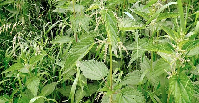 荨麻草的功效与作用 荨麻草怎么吃