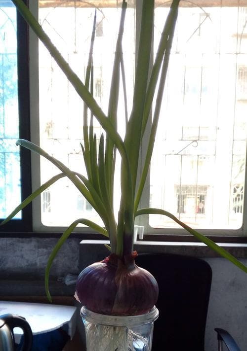 水培洋葱开花影响品质，五招预防保丰收