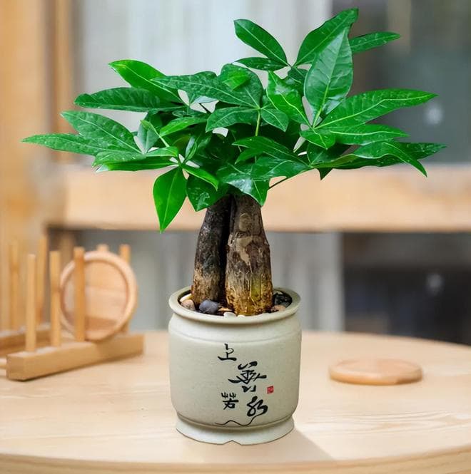 浇水大作战：你的发财树真的需要天天‘喝水’吗？
