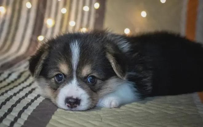 狗狗养护六大误区：你可能一直在伤害你的爱犬