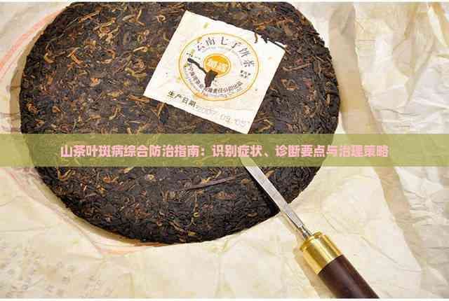 山茶叶斑病的症状识别与防治方法