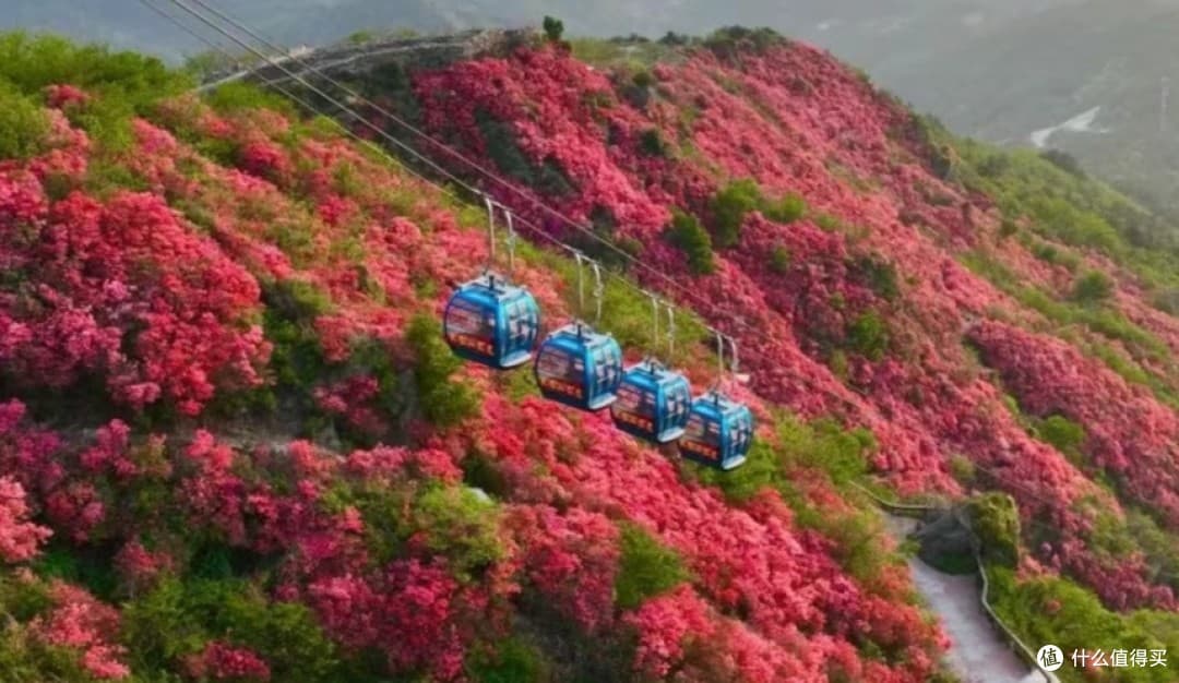 武汉木兰云雾山：春日里的杜鹃花海