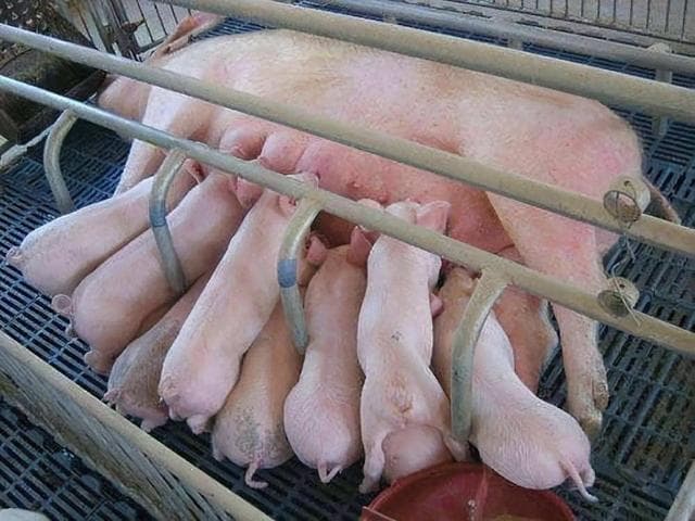 导致乳猪漏肠的原因是什么？怎么防治？