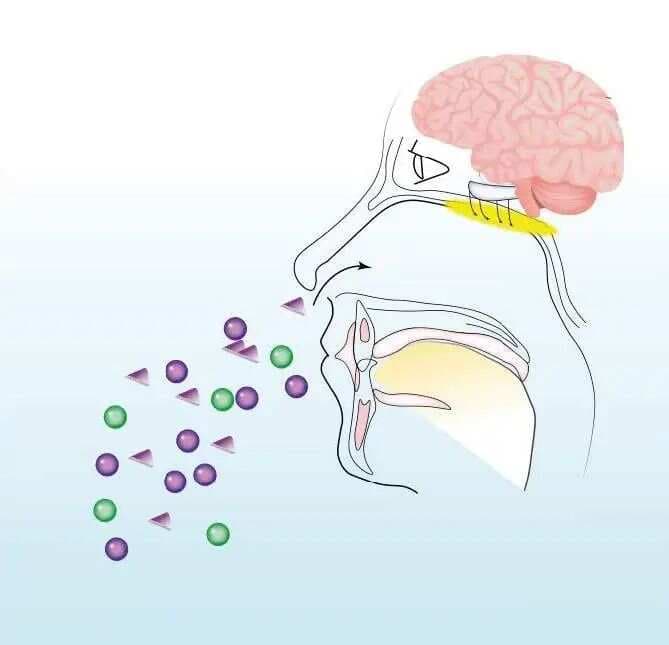 揭秘嗅觉：从感知机制到健康影响